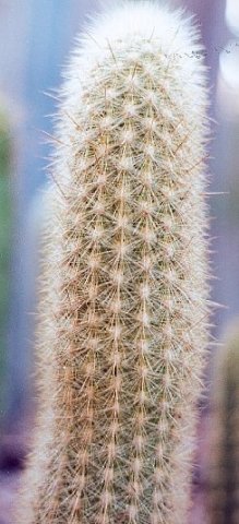 Weberbauerocereus_rauhii